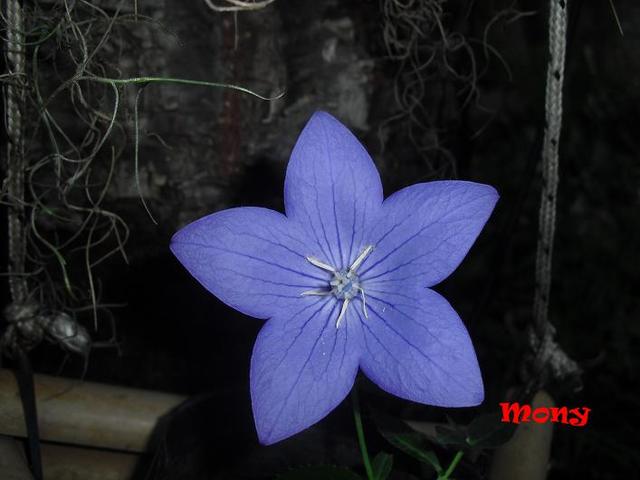 rgh1312853418u.JPG