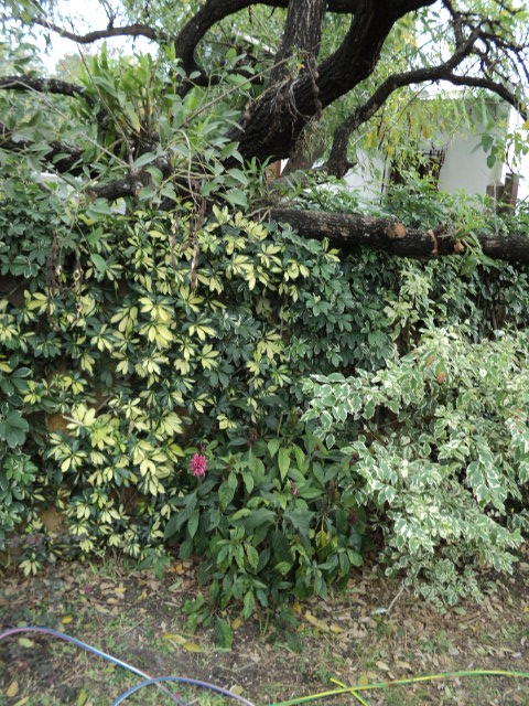 rgh1313087735c.JPG