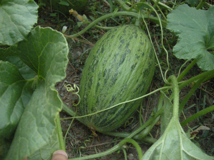 rgh1313146130a.jpg