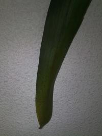rgh1313162319w.jpg