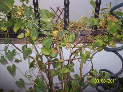 rgh1313236793t.JPG