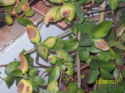 rgh1313236838k.JPG