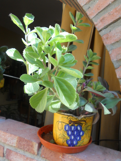 rgh1313301261d.JPG