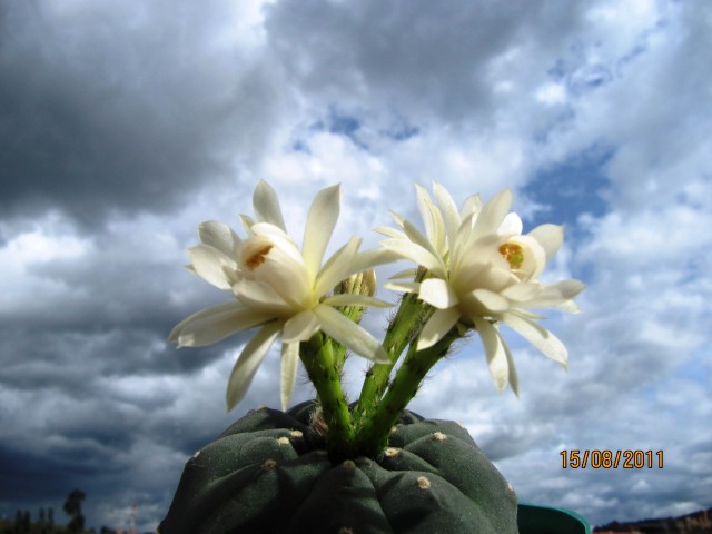 rgh1313444521x.jpg