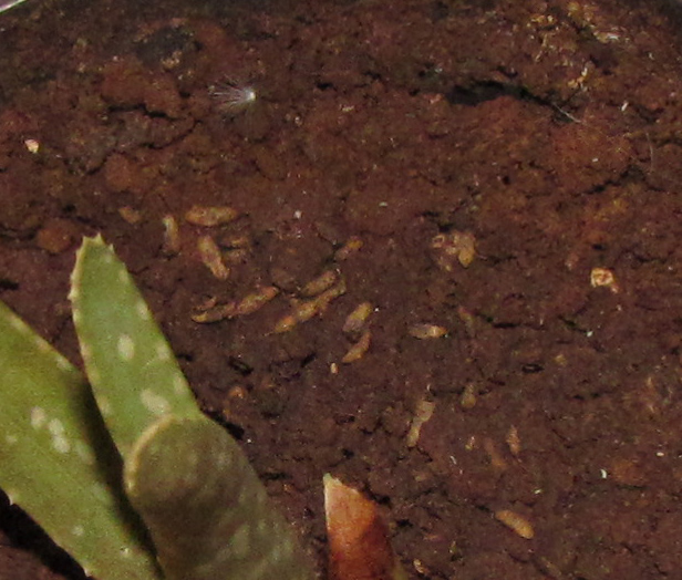 rgh1313537248e.jpg