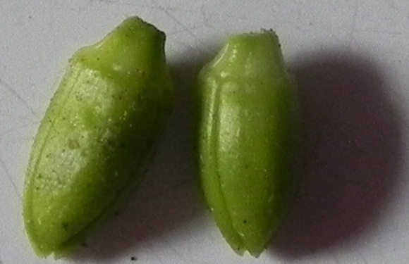 rgh1313613596g.JPG