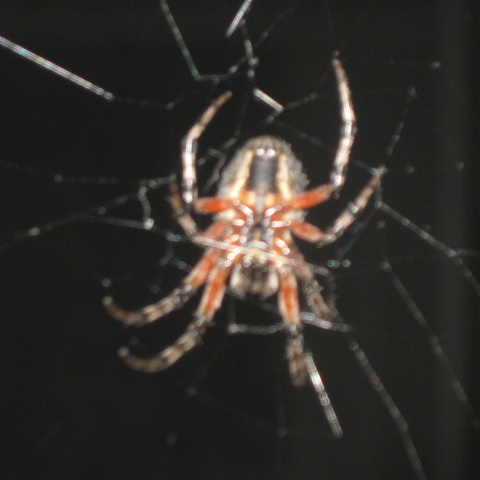 rgh1313638855d.JPG