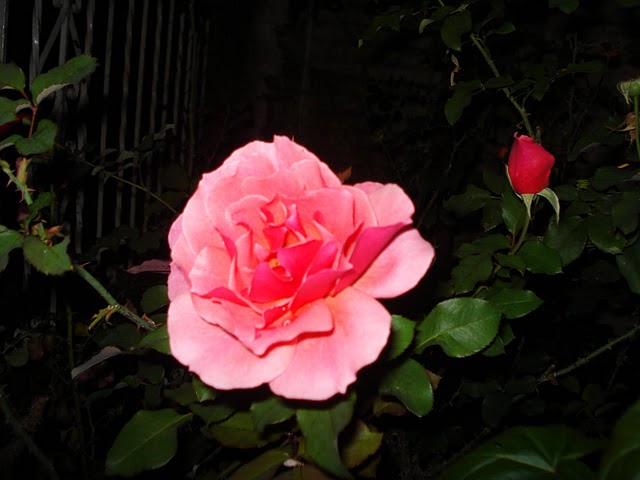 rgh1313713263r.JPG