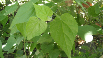 rgh1313716196v.jpg