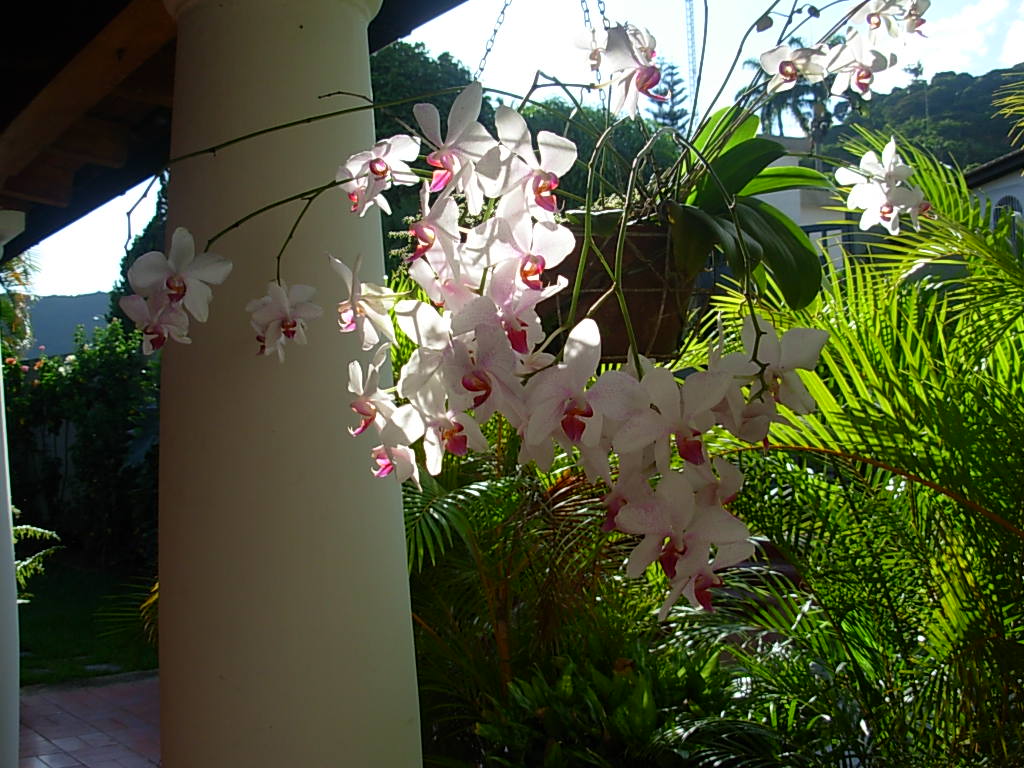 rgh1313724773t.JPG