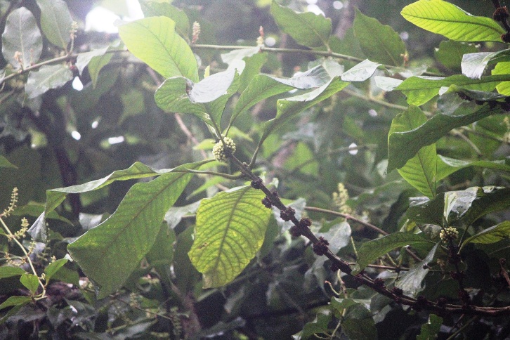 rgh1313760022i.JPG