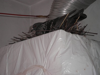 rgh1313790624e.JPG