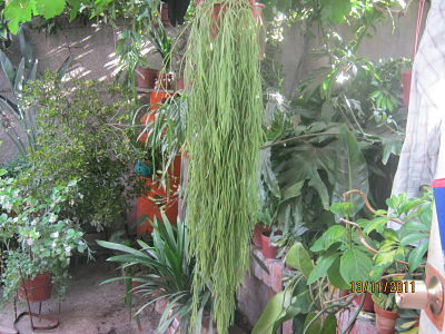 rgh1321222599b.jpg