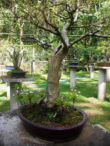 rgh1331547000g.JPG