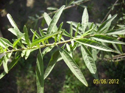 rgh1338907720r.jpg