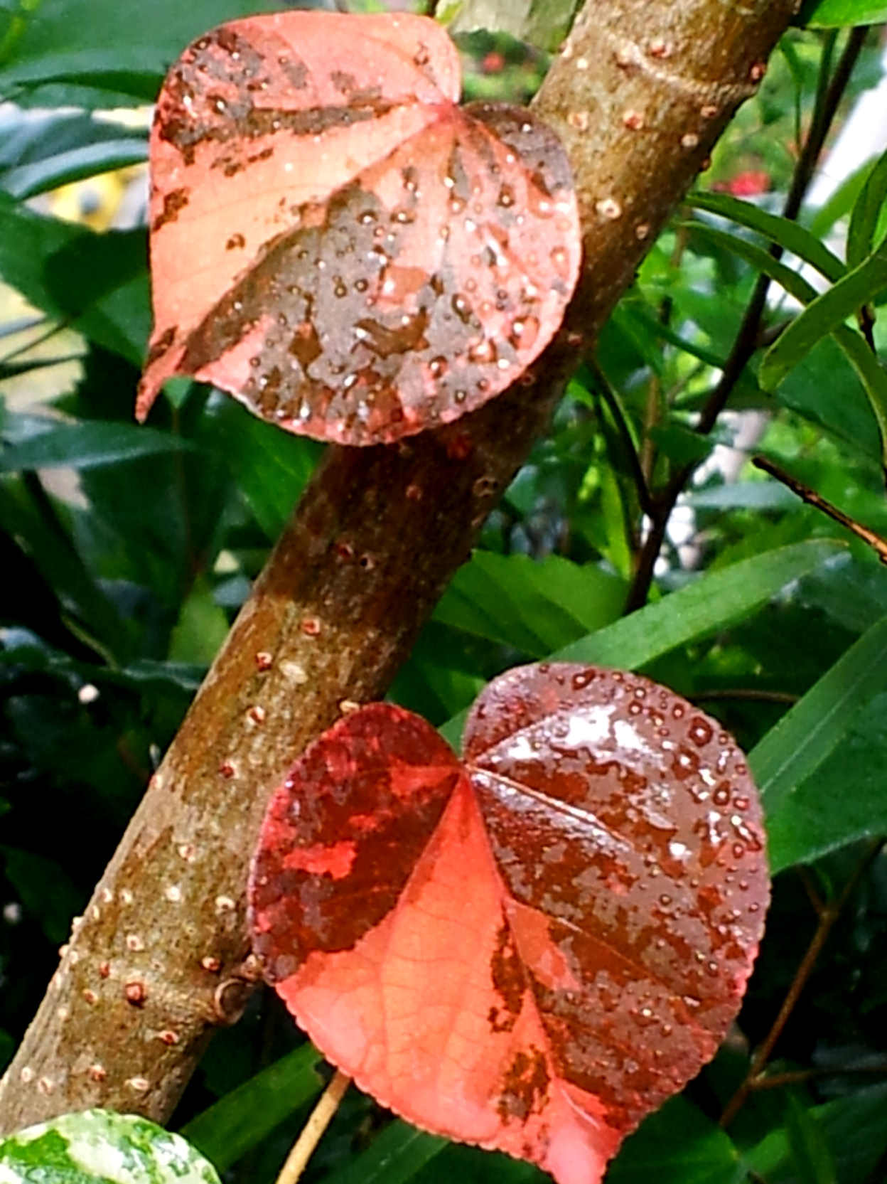 rgh1350909165l.jpg