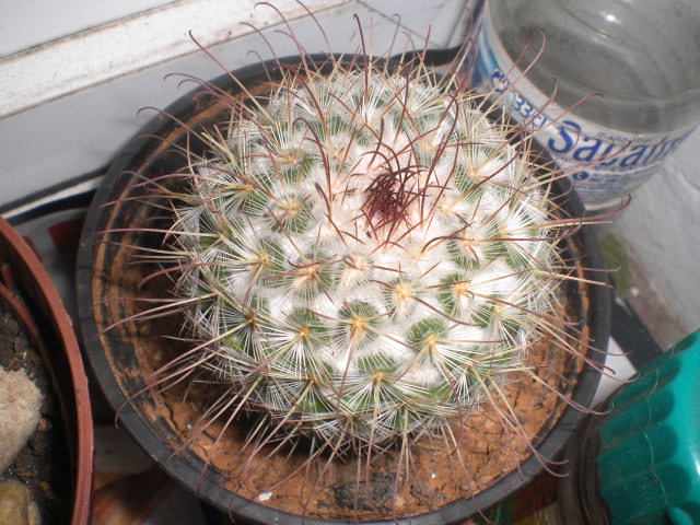 rgh1362162219q.JPG