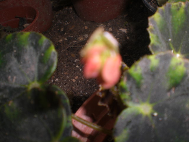 rgh1363092515b.JPG