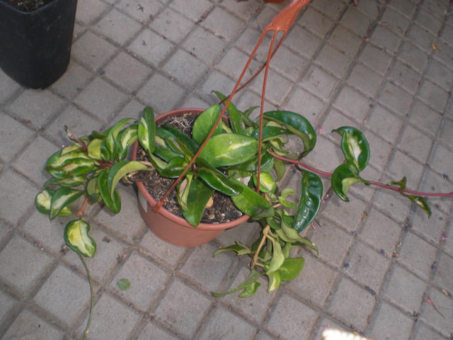 rgh1372275867w.JPG