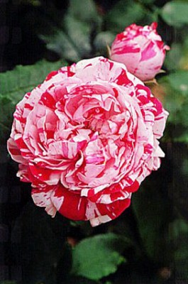 rgh1379517457l.jpg