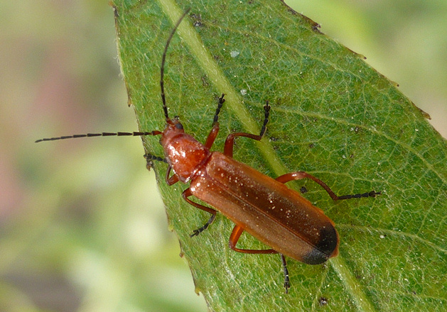 Rhagonycha%20fulva.jpg