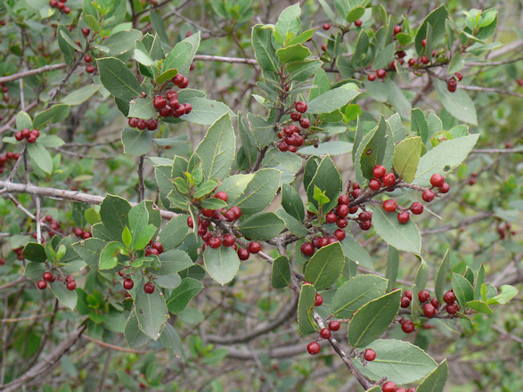 Rhamnus%20alaternus.jpg