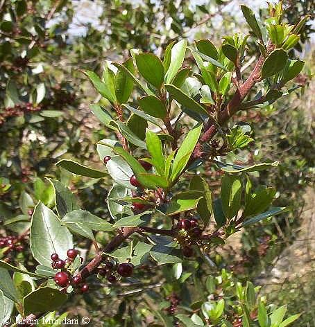 rhamnus.jpg