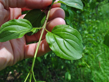 rhamnus_cathartica_lfstipul.jpg