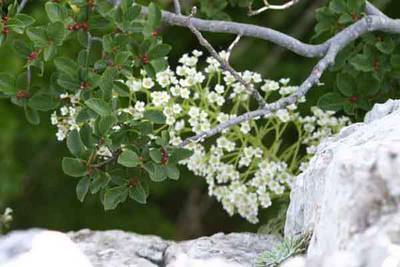 Rhamnus_pumillus_i_saxifraga_longifolia.jpg