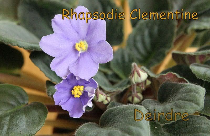 RhapsodieClementine03.jpg