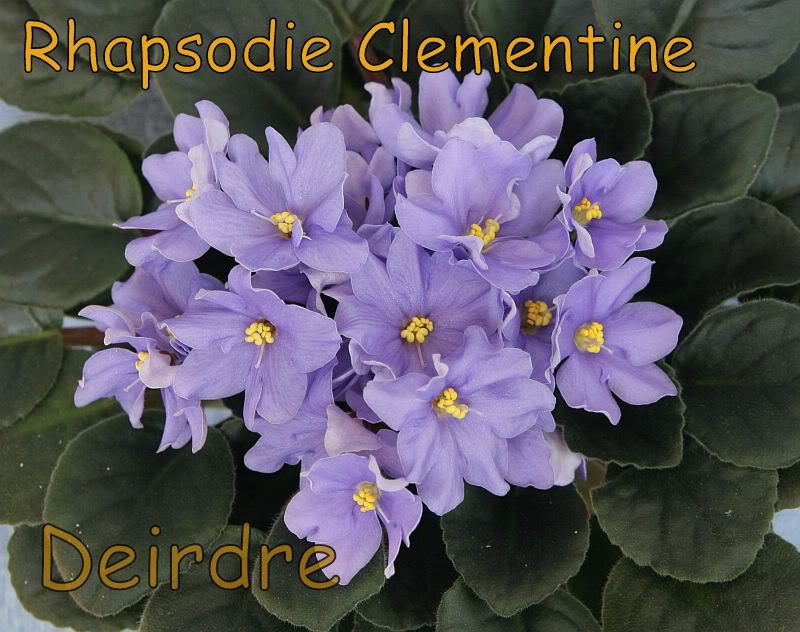 RhapsodieClementine05.jpg