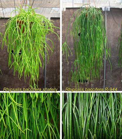 rhipsalis%20baccifera%20shafery%20+%20R-944_2_1.jpg