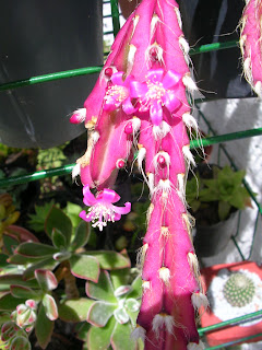 Rhipsalis%2BTesi.JPG