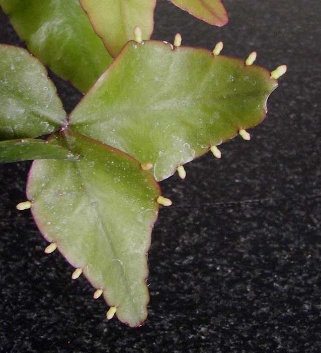 rhipsalis.jpg