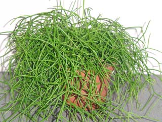 Rhipsalis.jpg