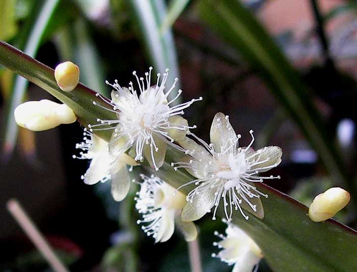 rhipsalis2.jpg