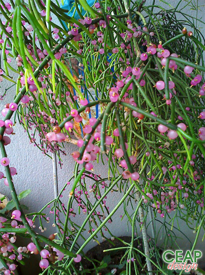 rhipsalis_baccifera.jpg