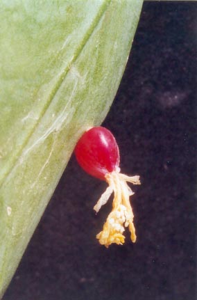 rhipsalis_houlletiana_regnellii_fruit_p1248_1v.jpg