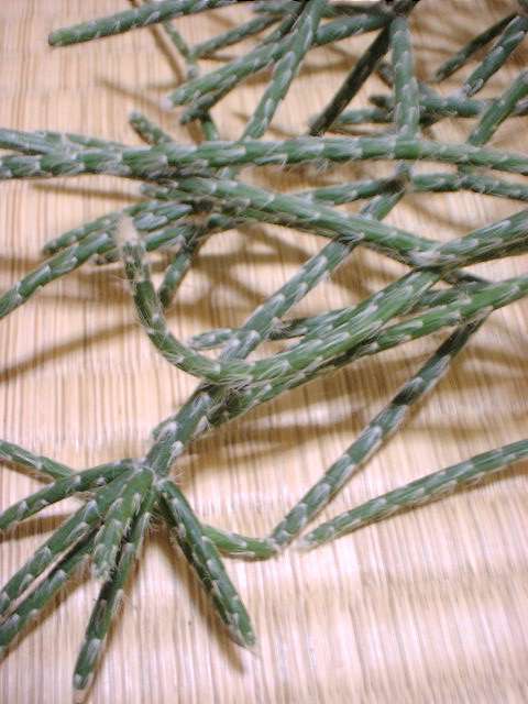 rhipsalis_pilocarpa.jpg