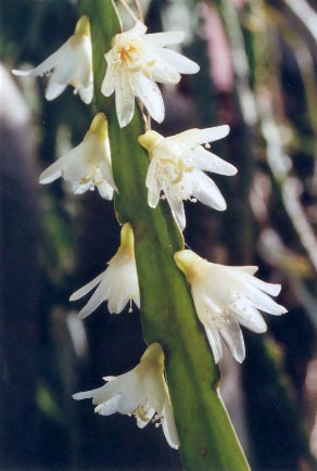 rhipsalis_warmingianum_p1281v_p11.jpg