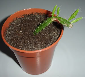 rhipsalissp210_07.jpg