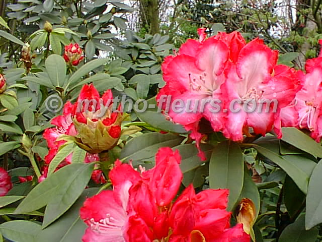 rhodo_5.jpg