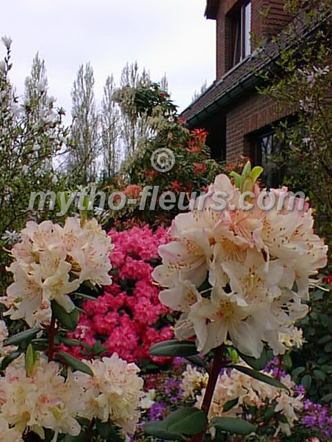 rhodo_8.jpg