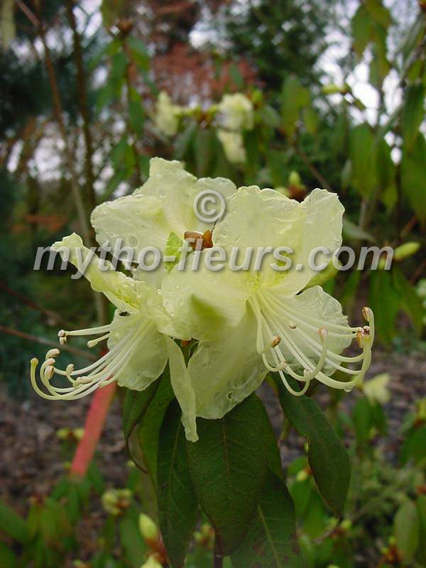 rhodo_jaune.JPG