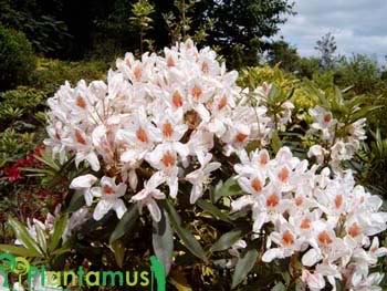 Rhododendro1.jpg
