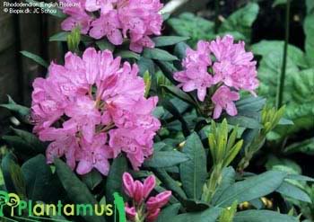 Rhododendro2.jpg