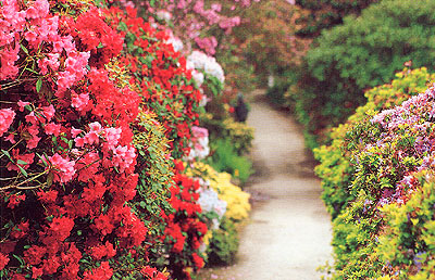 Rhododendron%20Walk.jpg