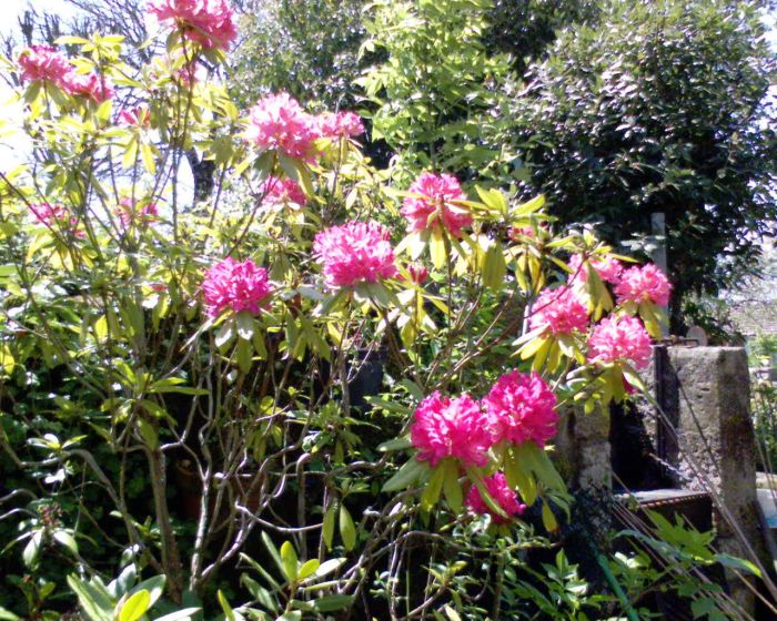 Rhododendron.JPG