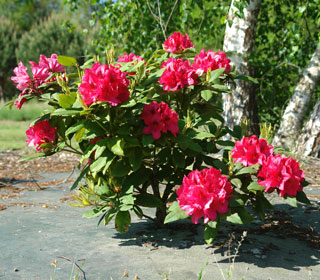rhododendron-lord-roberts_01.jpg