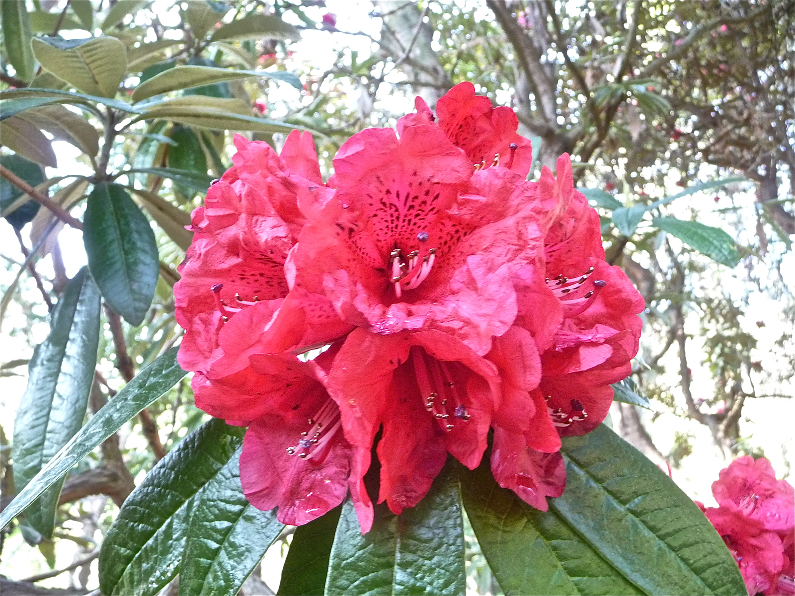 Rhododendron_arboreum_(8590545223).jpg